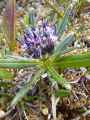 Saussurea angustifolia