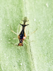 Hyaliodes