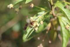 Lippia hirsuta