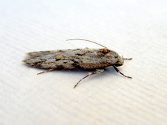 Stenoptena icmaea