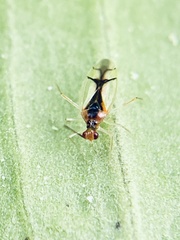 Hyaliodes