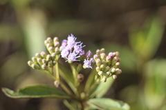Chromolaena leivensis
