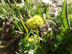 Oreoxis alpina