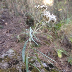 Gnaphaliothamnus salicifolius