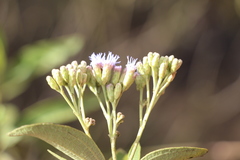 Chromolaena leivensis