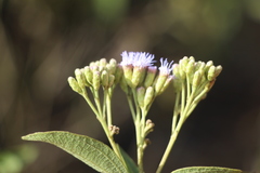 Chromolaena leivensis