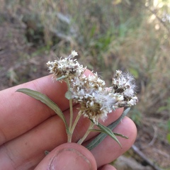 Gnaphaliothamnus salicifolius
