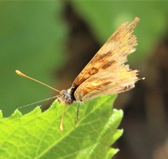 Phyciodes phaon
