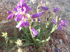 Penstemon hallii