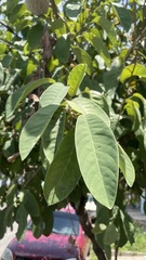 Annona macroprophyllata