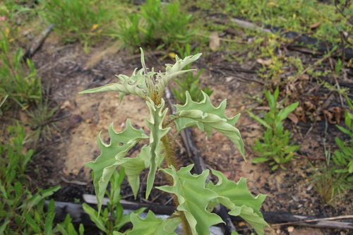 Solanum crinitipes, photograph 1