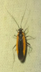 Lopidea robiniae