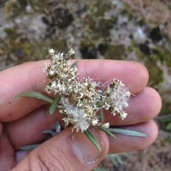 Gnaphaliothamnus salicifolius
