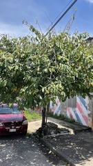 Annona macroprophyllata