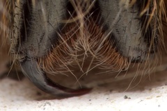 Enoploctenus cyclothorax