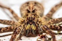 Enoploctenus cyclothorax