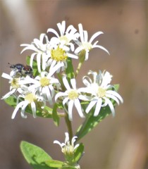 Oclemena reticulata