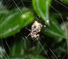 Micrathena picta