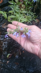 Palmerella debilis serrata