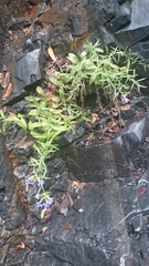 Palmerella debilis serrata