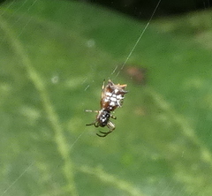 Micrathena picta