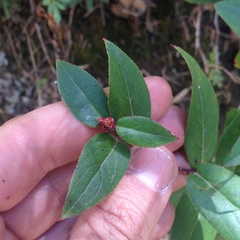 Gaultheria erecta