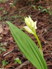 Govenia liliacea