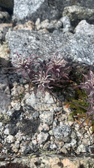 Castilleja nana