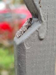 Lepidoscia heliochares