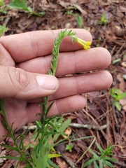 Lithospermum strictum
