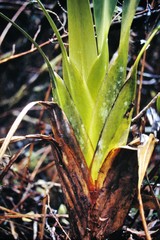 Stegolepis guianensis