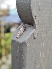 Lepidoscia heliochares