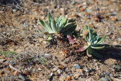Dudleya virens insularis