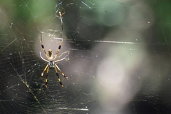 Trichonephila clavipes image