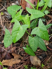 Jarilla heterophylla