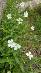 Cerastium lithospermifolium