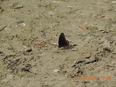 Mimoides ilus occiduus