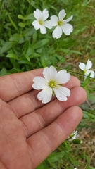 Cerastium lithospermifolium