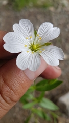 Cerastium lithospermifolium