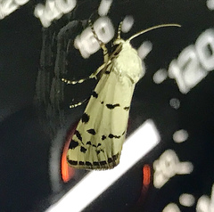 Grotella binda