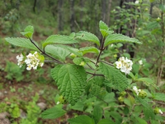 Lantana hirta