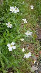 Cerastium lithospermifolium