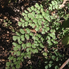Adiantum andicola