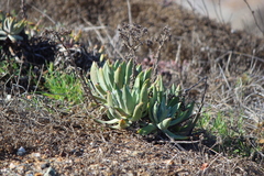 Dudleya virens insularis