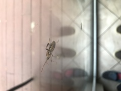 Leptoglossus clypealis