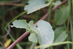 Muehlenbeckia tamnifolia