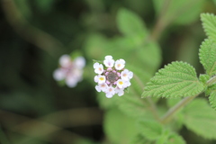 Lantana boyacana