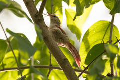 Cranioleuca semicinerea