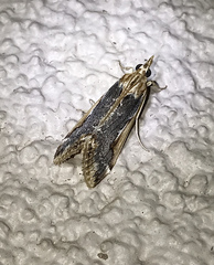 Loxostege albiceralis