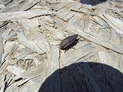 Ectinogonia intermedia